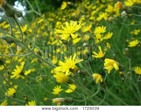 fleur d'été jaune