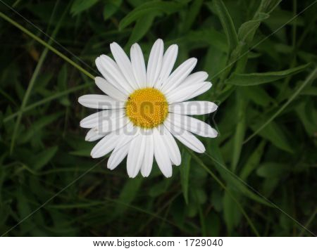 fleur blanche