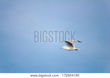 One seagull flying at Bang Pu (Samutprakran)