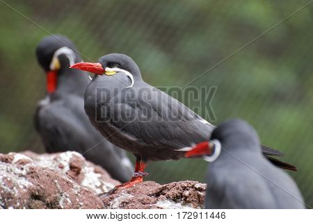 Trio of inca tern birds standing together on a rock.