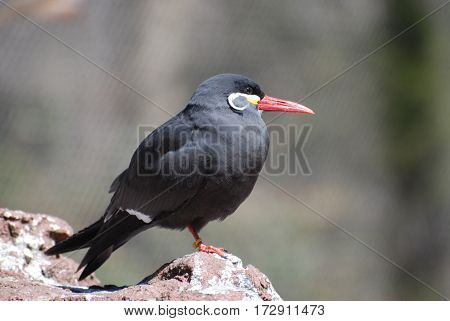 Great look at a Inca tern bird standing on a rock.