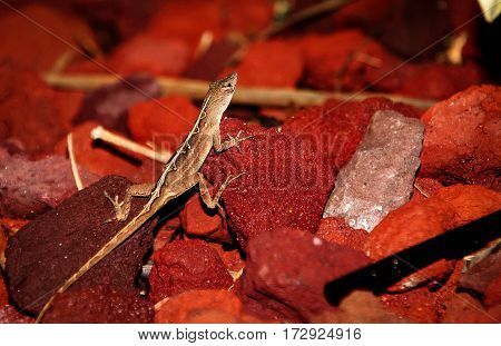 Anolis Rotkehlanolis a smal geko, nature, close-up, USA