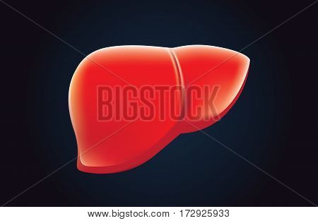 Red liver vector on dark background. Illustration about cirrhosis.