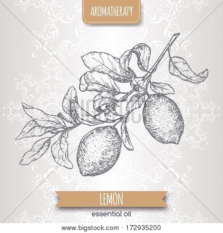 Citrus limon aka lemon branch sketch on elegant lace background. Aromatherapy series. Great for traditional medicine, perfume design, cooking or gardening.