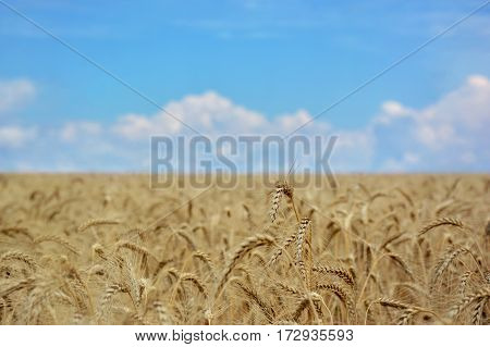 Golden wheat field and blue sky with white clouds in the background.