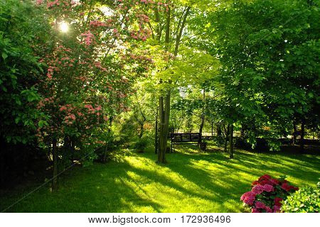 Green home lush garden, grass and trees
