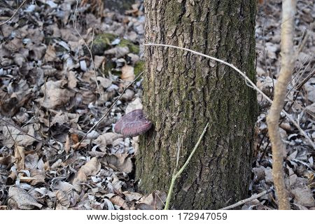 Mushroom on the tree in the nature park