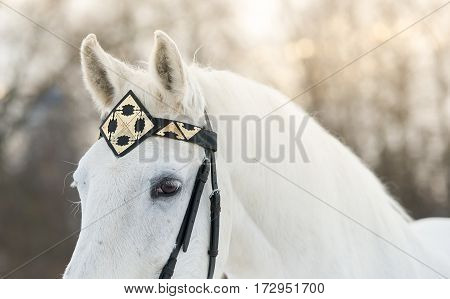 white trotter horse in medieval front headband outdoor horizontal portrait in winter