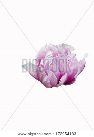 gentle pink peony flower isolated on white background
