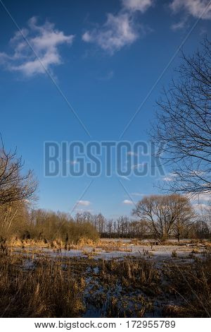 Early Spring Scene Of Pond Covered By Reed