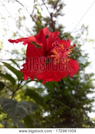 This flower called Joba in Kolkata, India, nice red colored.