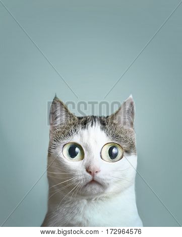 Close Up Portrait Of Blue Eyed Cat