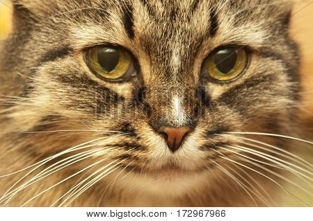 Attentive yellow eyes striped cat. Close-up portrait.
