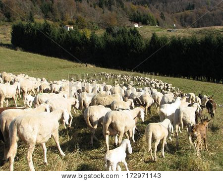 Flock With Many Sheep With Long White Fleece Grazing On Mountain