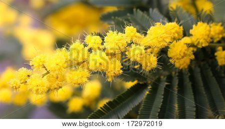 Mimosa Flowers On The Plant In March
