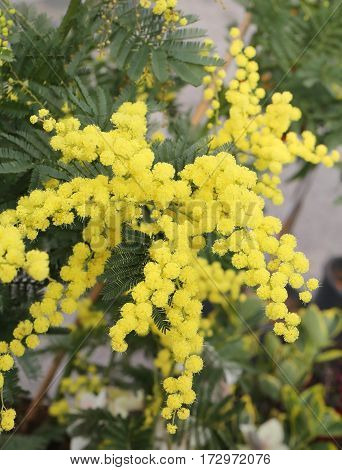 Background Of Beauty Yellow Mimosa Flowers On The Plant