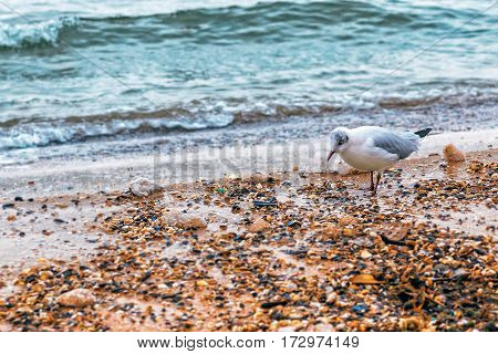Lonely seagull under staying under rain near the sea