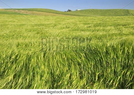 Hilly landscape with green cornfields.ITALY. Ears of corn in the wind.