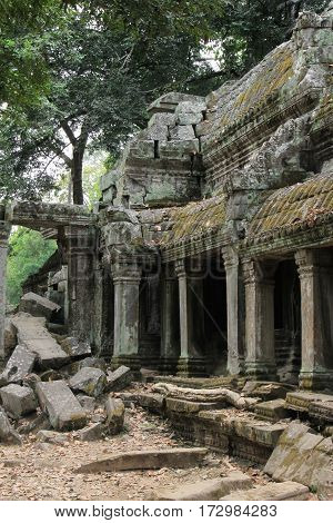 Ruins overgrown by huge tree Ta Prohm temple. Angkor Siem Reap. Cambodia.