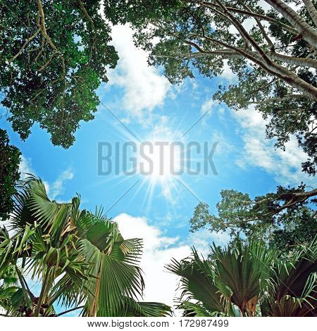 Sun in the sky and background of tree branches. view from the bottom