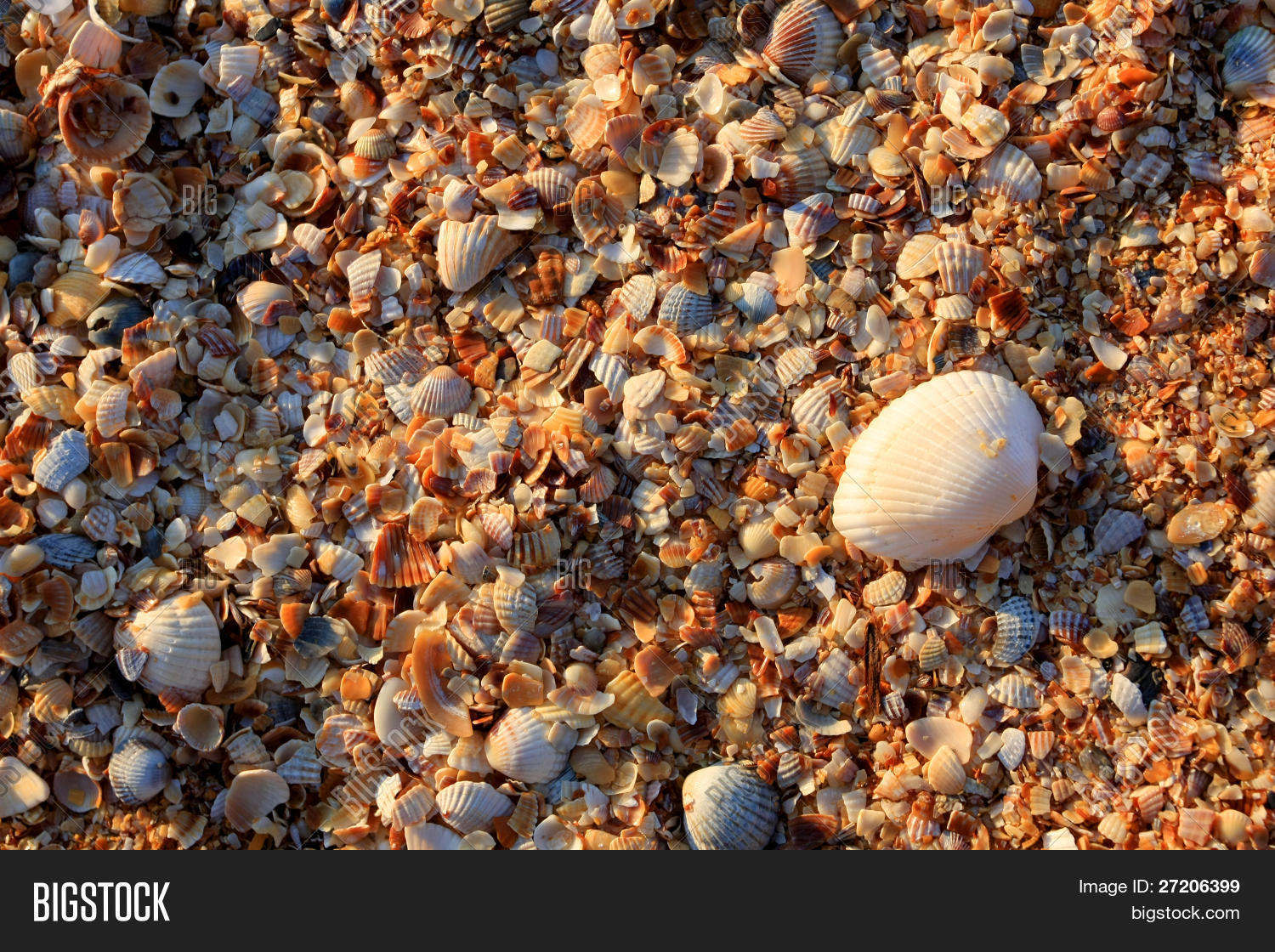 Seashell Background Image & Photo (Free Trial) | Bigstock