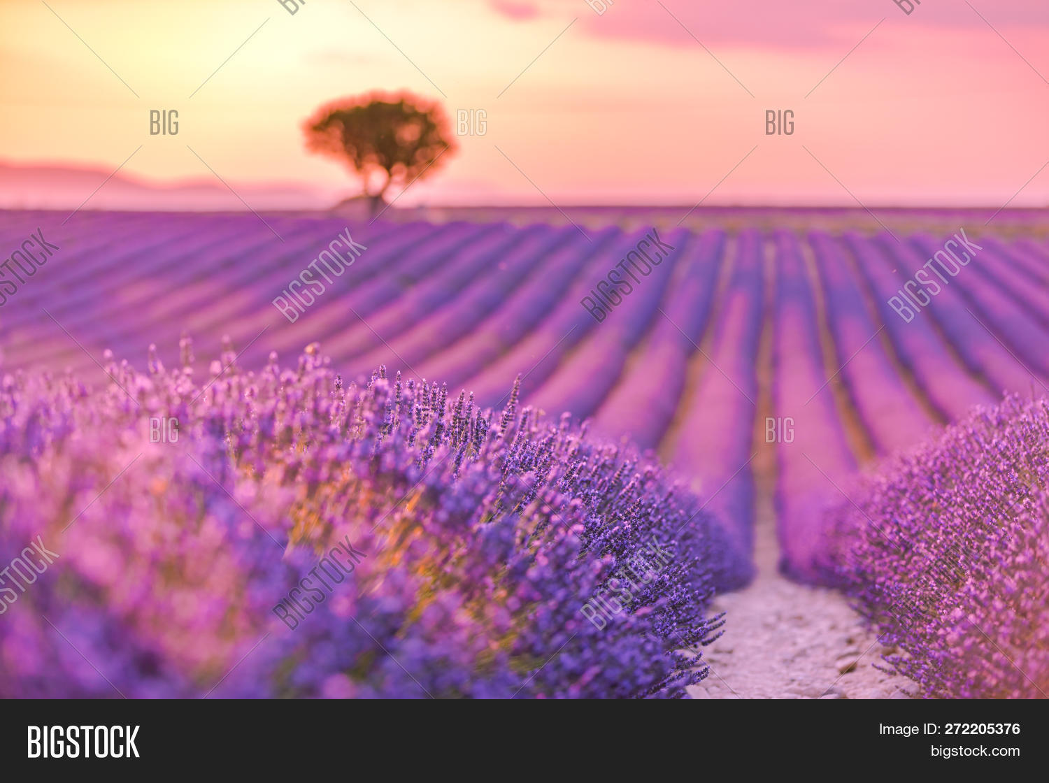 Beautiful Lavender Image \u0026 Photo (Free Trial) | Bigstock, image size:1500x1120