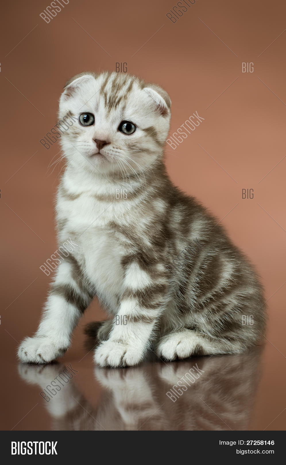 Шотландская вислоухая коричневая полосатая