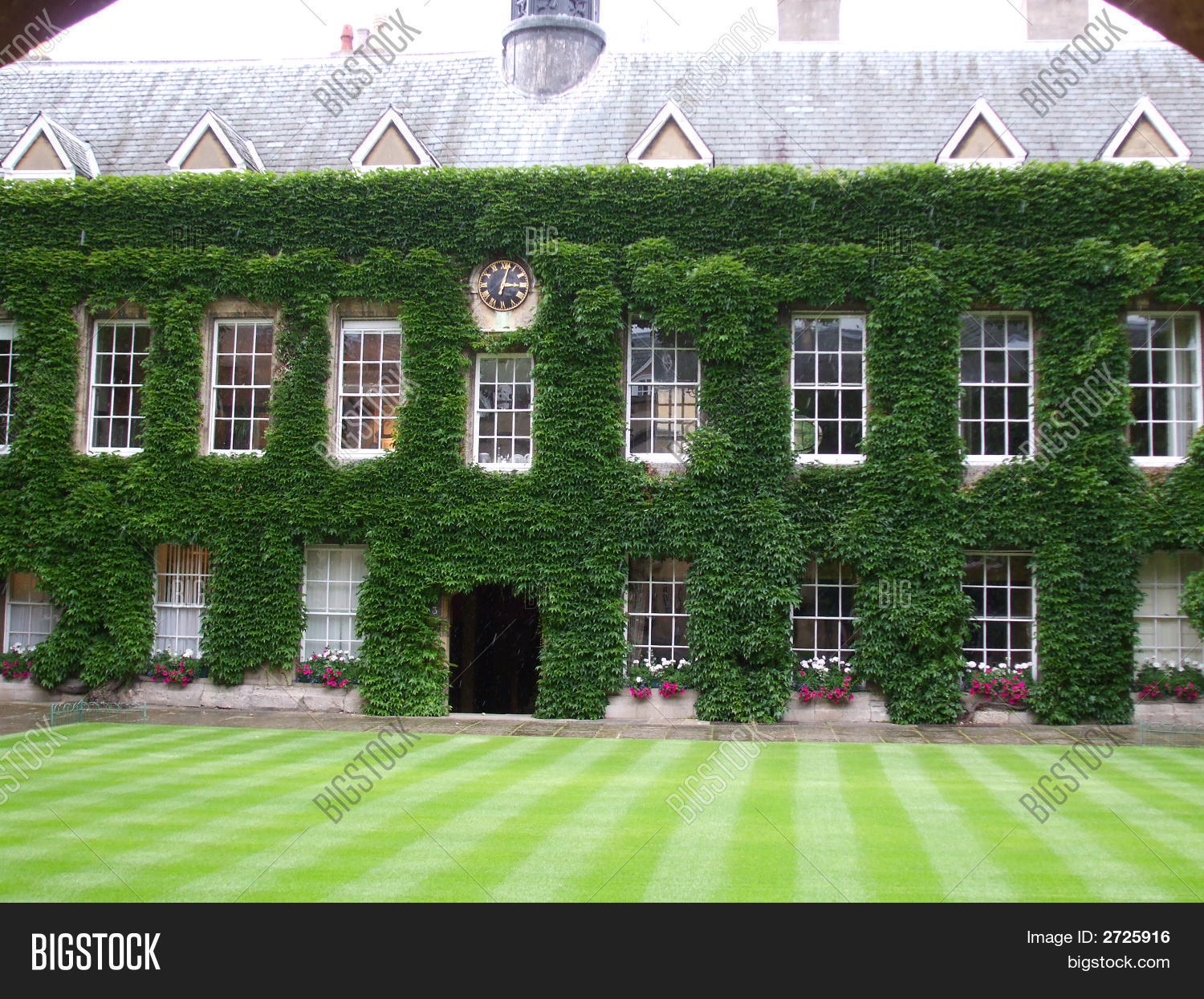 Wall Climbing Plants Image & Photo (Free Trial) | Bigstock