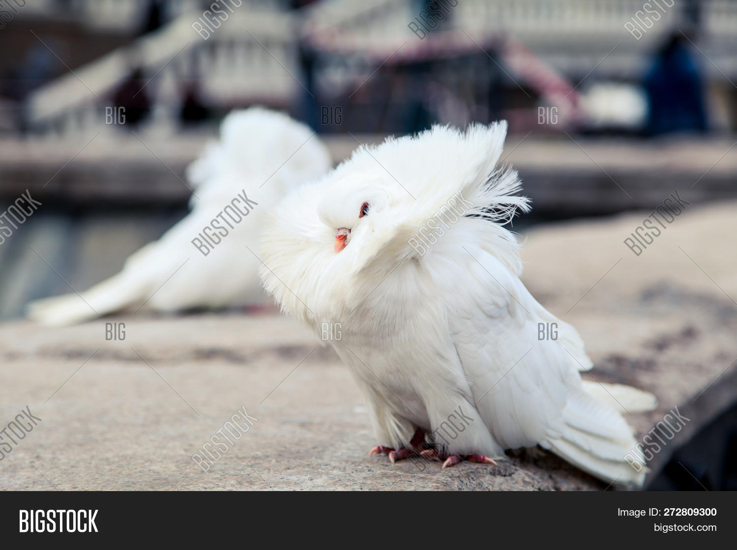 Jacobin Pigeon Known Image & Photo (Free Trial) Bigstock