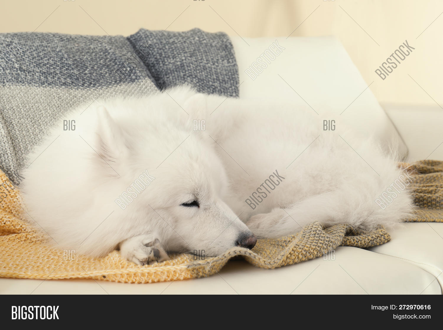 samoyed fur blanket