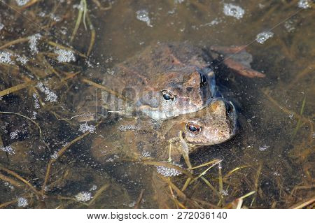 Pair Of European Common Brown Frogs (rana Temporaria) In Amplexus