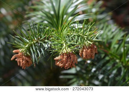 Chinese Fir - Latin Name - Cunninghamia Lanceolata