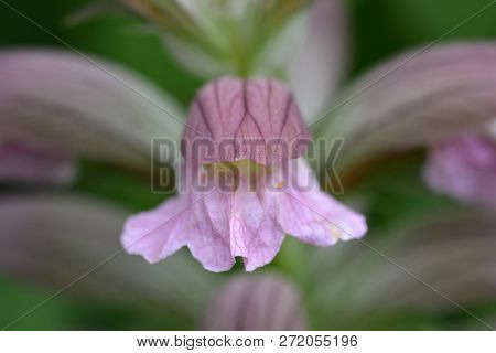Balkan Bears Breeches Flower Close Up - Latin Name - Acanthus Hungaricus (acanthus Balcanicus)