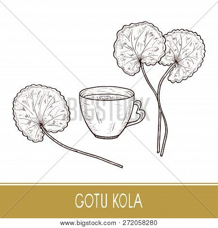Gotu Kola. Plant, A Cup Of Tea. Sketch.