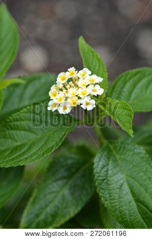 Shrub Verbena White Flower Close Up - Latin Name - Lantana Camara