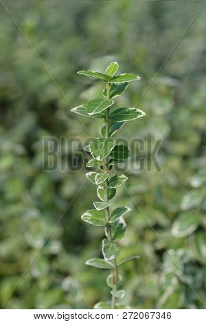 Wintercreeper Laves - Latin Name - Euonymus Fortunei
