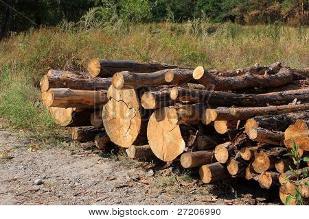 halom firewoods erdei tisztáson a