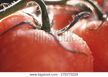 A Branch Holding Tomatoes In Droplets Of Water, Illuminated By The Sun