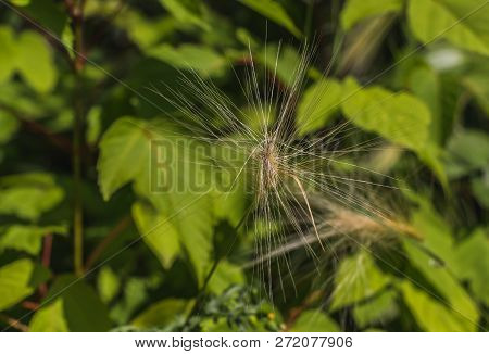 Yellow And Green Foxtail Plants On A Green Leaves Background In A Park In Summer