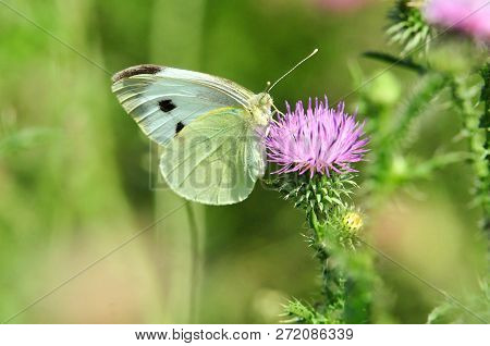Pieris Brassicae, The Large White, Also Called Cabbage Butterfly, Cabbage White Is A Butterfly In Th