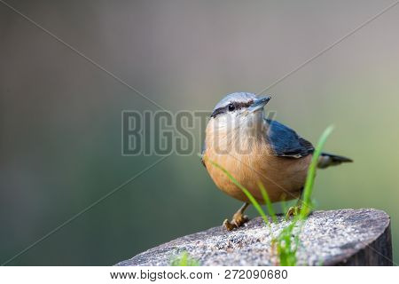 Sitta Europaea Or Trepador Azul Perched On A Branch With Copy Space For Text