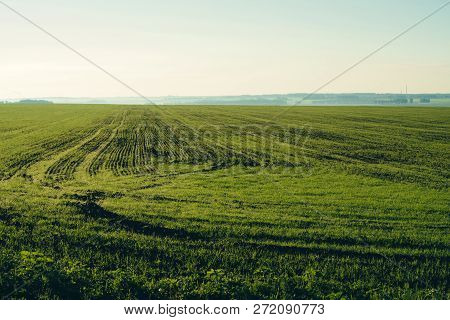 Ploughed Field In Springtime With Copy Space. Rich Green Background Of Field With Furrows From Plow 