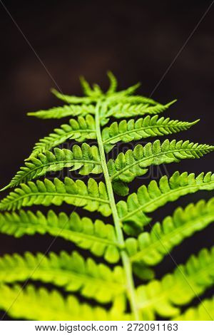 Large Green Leaves Of Fern Close-up. Detailed Background Of Big Foliage With Copy Space. Textured Le