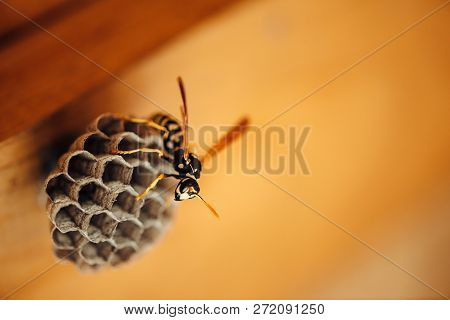 Small Wasp Protect His Honeycombs In Macro. Dangerous Striped Yellow Black Insect Close Up. Vespiary