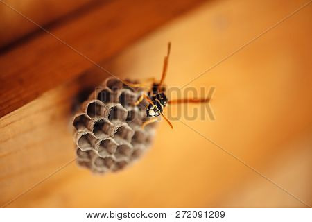 Small Wasp Protect His Honeycombs In Macro. Dangerous Striped Yellow Black Insect Close Up. Vespiary
