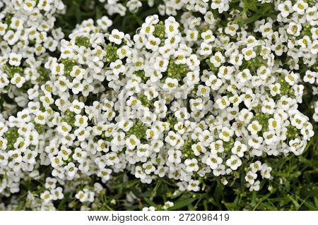 Alyssum