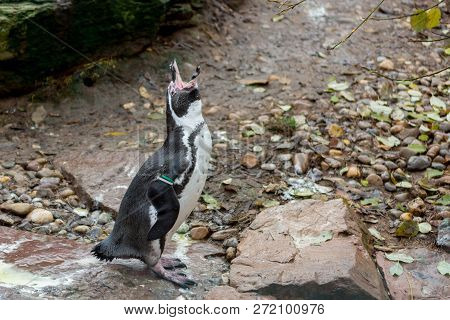 Penquin Posing Outdoor On Rocks Of Local Zoo Habitat.