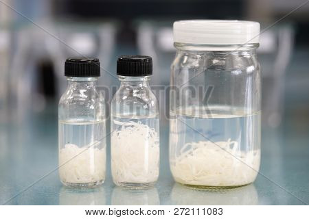 Tapeworm (parasitic Flatworm) Of Cattle And Other Grazing Animals In Fixative Solution For Education