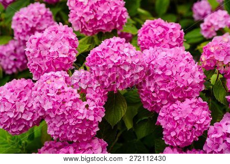 A Telltale Sign Of Summer. Hydrangea Blossom On Sunny Day. Blossoming Flowers In Summer Garden. Flow