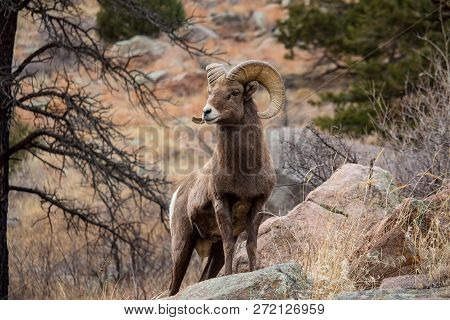A Bighorn Sheep Stands On A Boulder While Chewing On A Piece Of Grass.